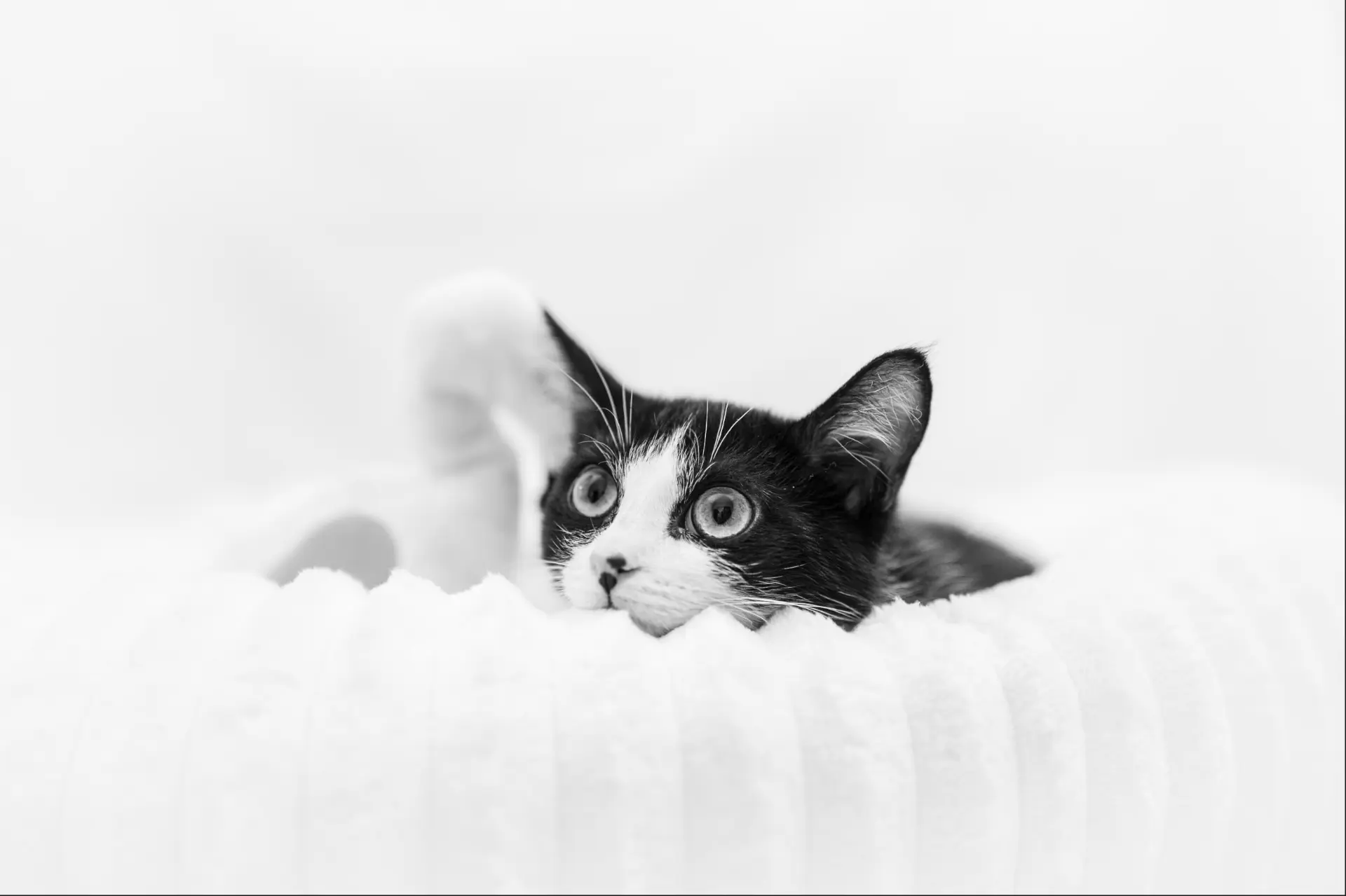 portraits animaliers.